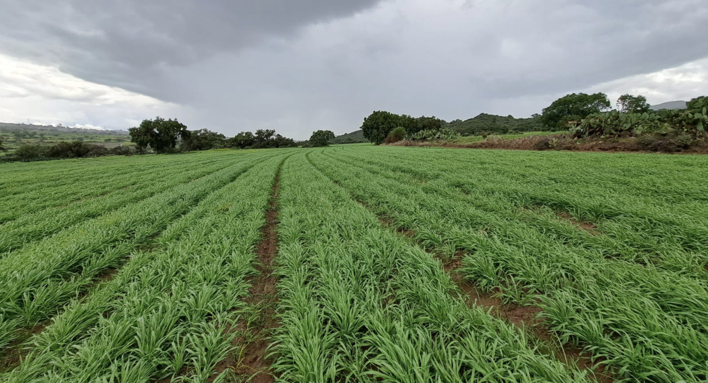 Las prácticas de agricultura sustentable en parcelas dentro del perímetro del acuífero de Apan contribuye a mejorar la sustentabilidad hídrica. (Foto: Francisco López)